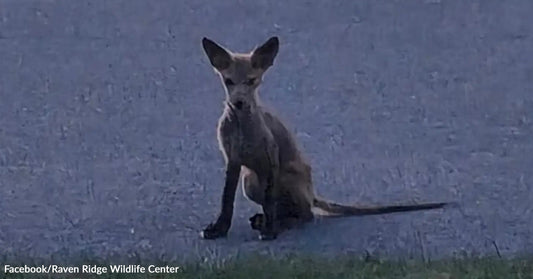 A young fox sits on a gray surface, looking towards the camera.