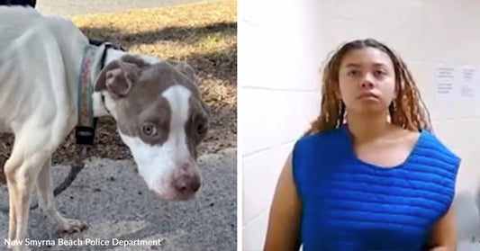 Left: Thin dog looking toward the camera outdoors; Right: Woman in custody wearing a padded vest.