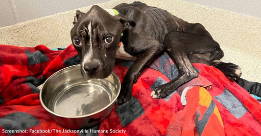 Emaciated Dog Unable To Stand On His Own Makes Remarkable Recovery And Is Ready For Loving Home