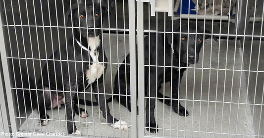 Help Save Nearly 90 At-Risk Cats and Dogs at Overcrowded California Shelters Following Wildfires