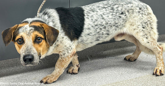 Meet Shelter Pets on Emergency Flight Leaving Areas Devastated by Helene