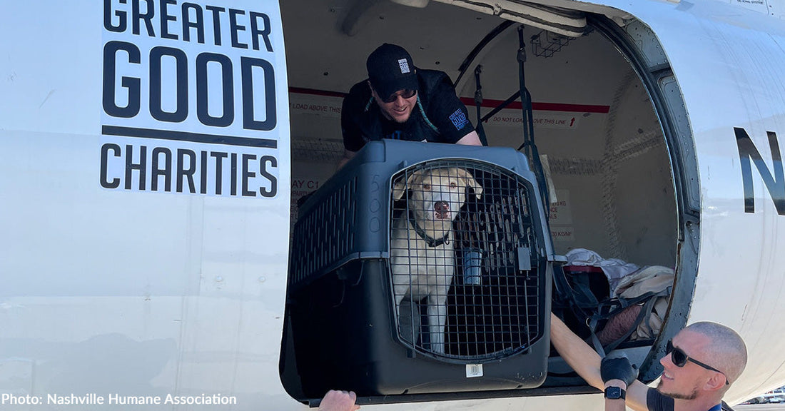 large tan dog in pet carrier being unloaded from airplane