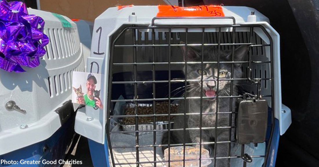 Emergency Flight Saves Over 40 Shelter Cats and Opens Kennels for Pets Displaced by Flood