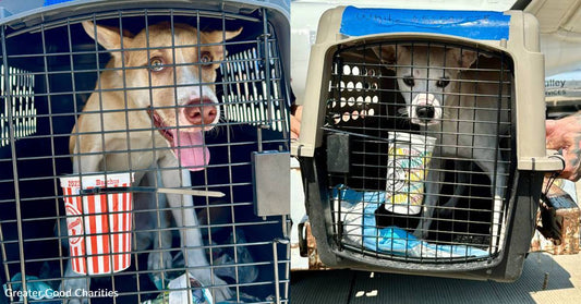 You Helped Evacuate More Than 85 Shelter Pets in the Wake of Hurricane Francine