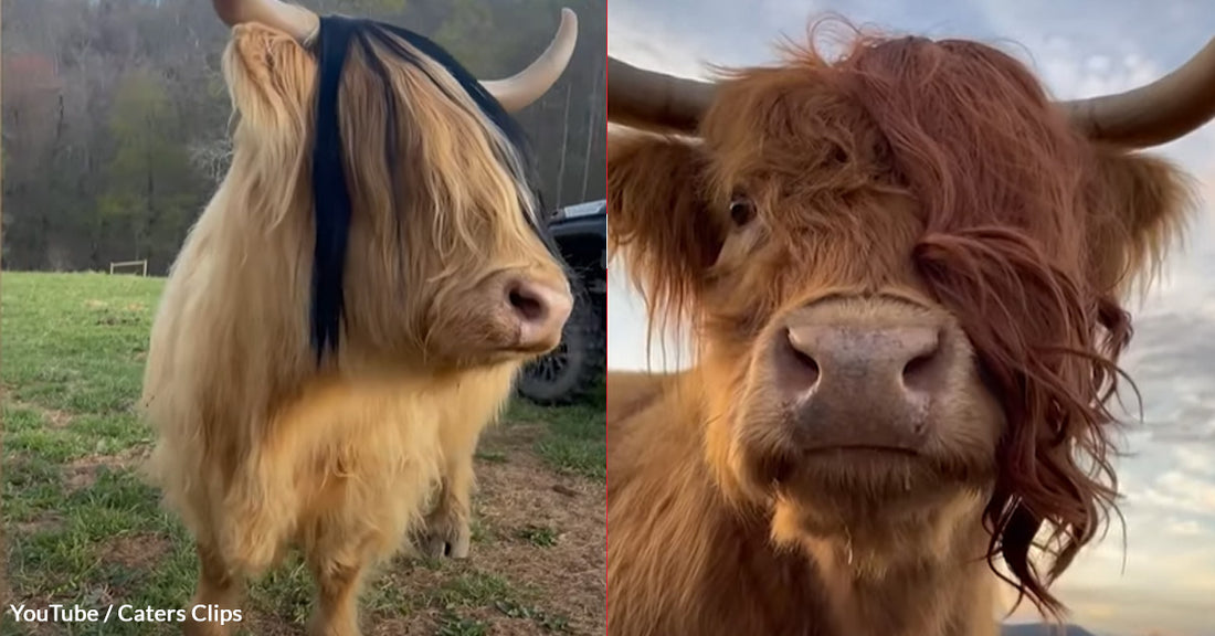 These Adorable EMO Cows Are Living the Good Life in North Carolina