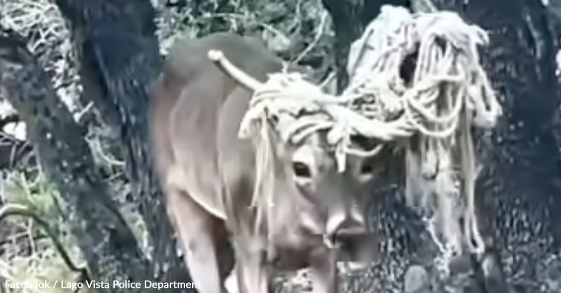 A cow with tangled yarn around its head stands near a tree.