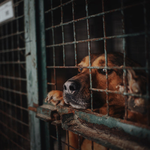 Stop Cruel and Unnecessary Experimentation