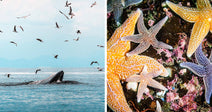 Left: Whale breaking the surface of the ocean beneath circling seabirds; Right: Sea turtle gliding underwater near the sandy bottom.