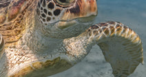 Close-up of a sea turtle swimming underwater with flippers extended.