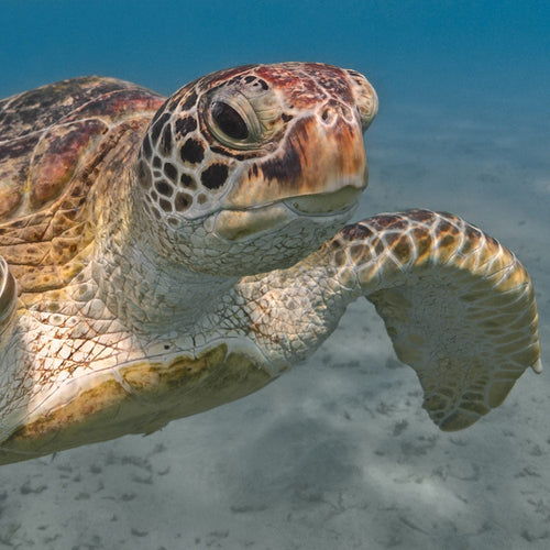 Close-up of a sea turtle swimming underwater with flippers extended.