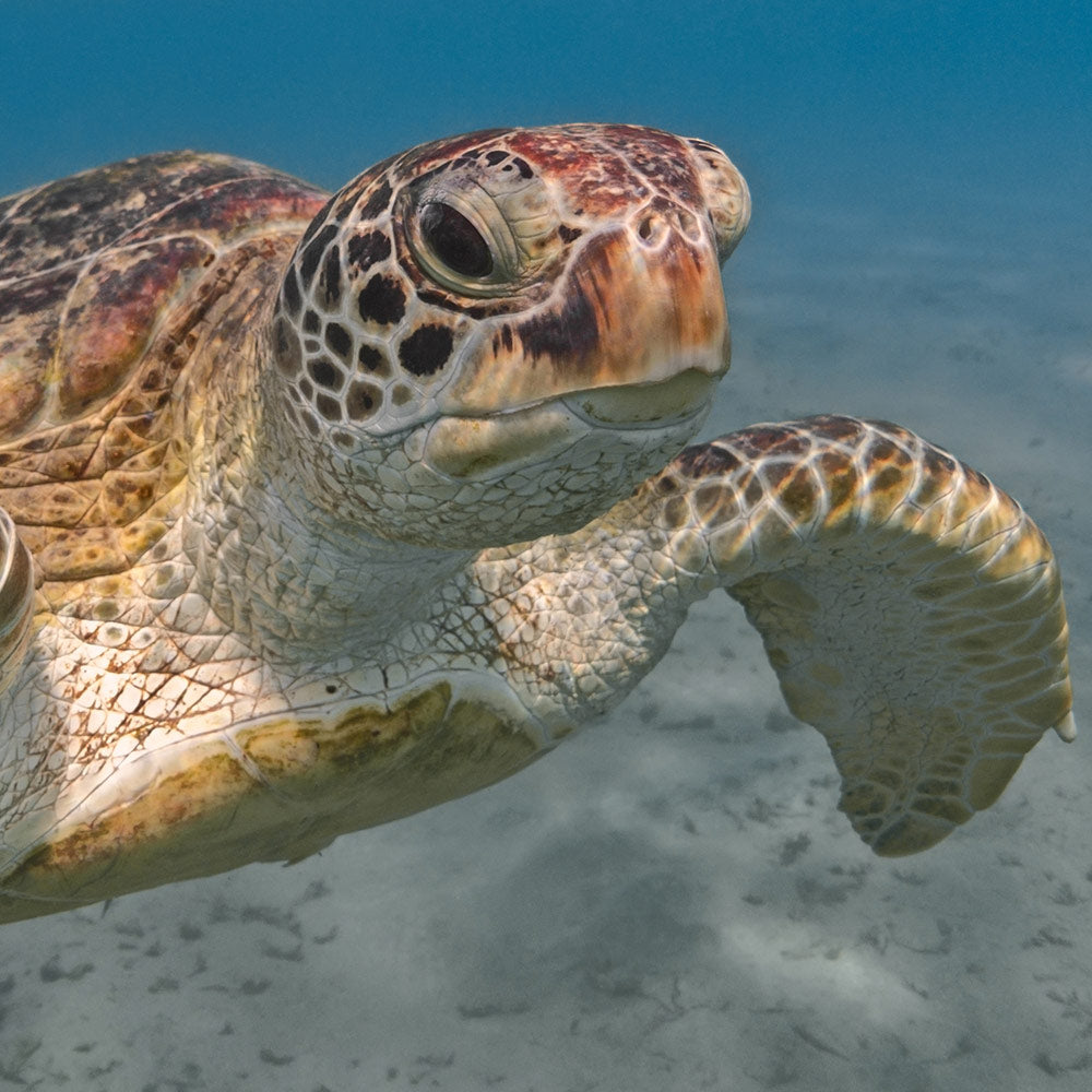 Close-up of a sea turtle swimming underwater with flippers extended.