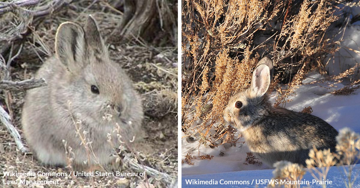 On the Brink of Oblivion, Pygmy Rabbits Fight for Survival | GreaterGood