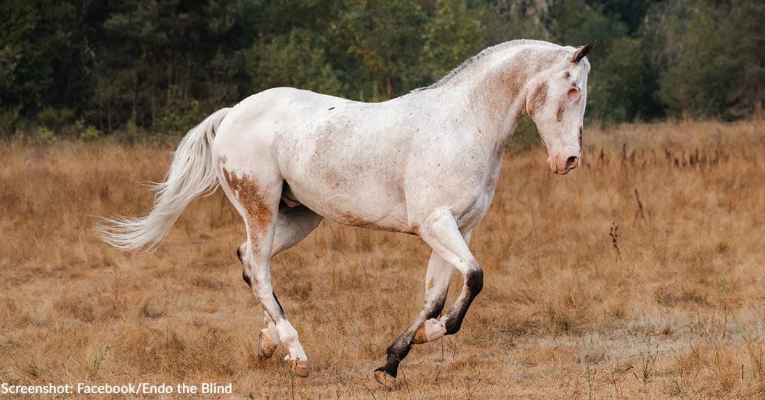 Beloved & Iconic Horse "Endo the Blind" Passes Away