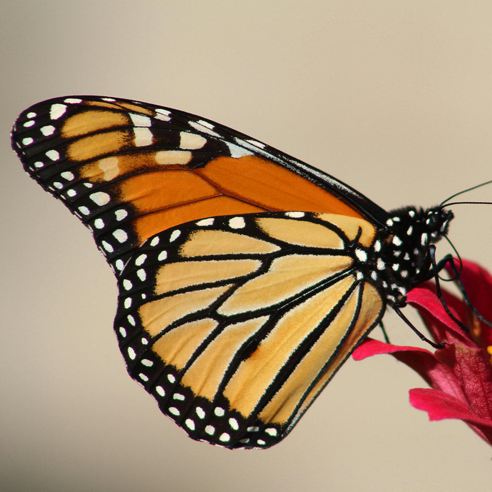 Defend the ESA — Keep Bulldozers Out of Critical Habitats