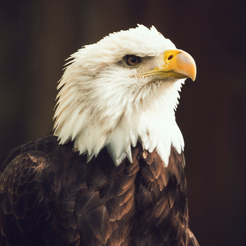 Close-up of a bald eagle with a white head and yellow beak against a dark background.