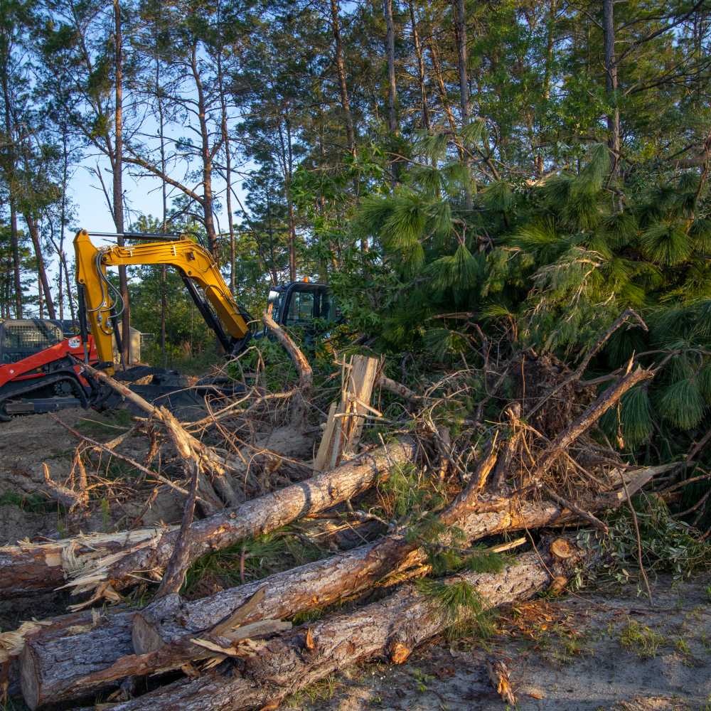 Restore Habitat Protections Before Endangered Species Run Out of Ground