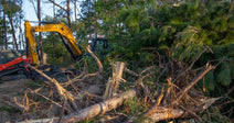 A yellow excavator and red skid steer work to clear fallen pine trees and debris in a wooded area during land clearing operations.