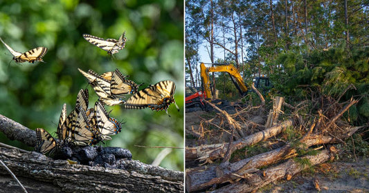 On the left, a swarm of Eastern tiger swallowtail butterflies gathers and takes flight from a mossy log in a sunlit forest; on the right, excavators clear fallen pine trees.