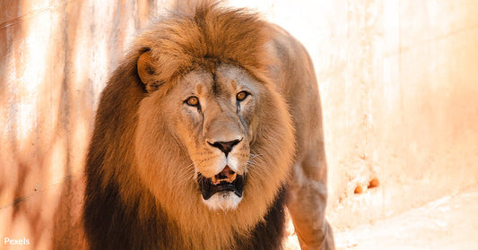 Lion Escapes Circus in Italian Town, Sparks Safety and Animal Rights Debate