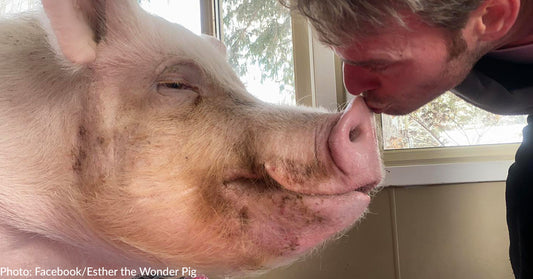 Esther the Wonder Pig Passes Away At Age 11