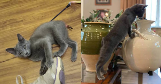 Kitten Won't Let Tail Being Cut Off Stop Her From Living Happy, Healthy Life