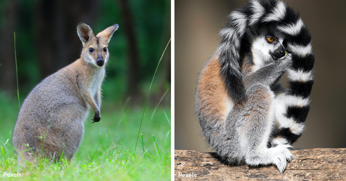 Exotic Animal Dealer Decides to Surrender 150 Unique Creatures Amid ...