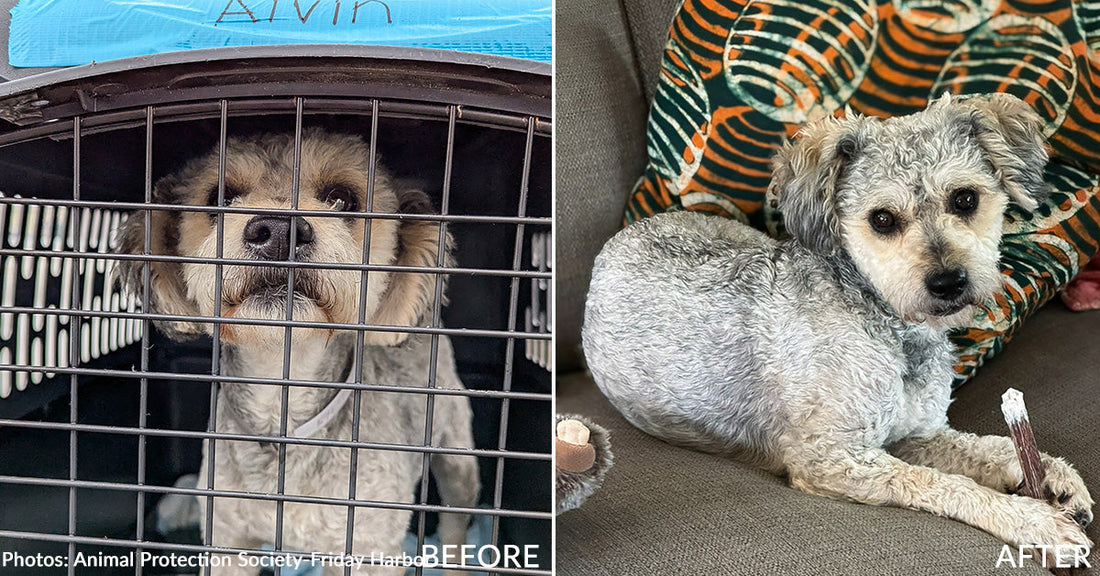 From Shelter to Forever: One Dog's Journey Home