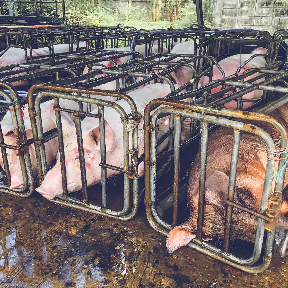 Factory Farms Are Poisoning the Air and Don't Have to Tell Anyone