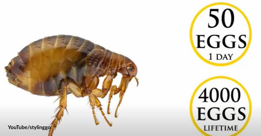 Here's Everything You Need to Know About These Dangerous Parasites: Dog Fleas