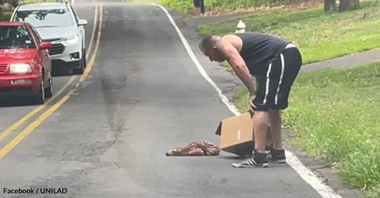 Oh, Deer! Watch This Video Of A Fawn Acting Like It’s Dead In The Middle Of The Road