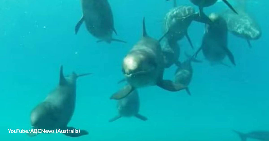 Australia's False Killer Whales Are Unique from Other Species of Their Kind