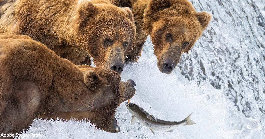 Wild coastal brown bear catching fish in the river by Brooks Falls in Katmai National Park (Alaska).