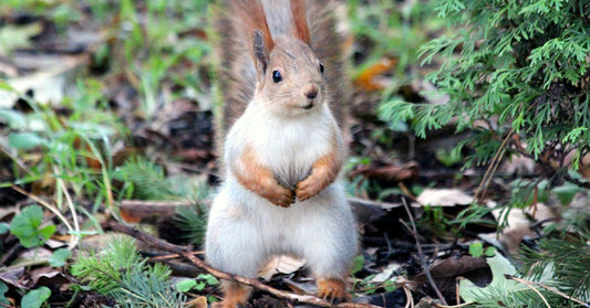 A curious squirrel stands on its hind legs amidst fallen leaves and greenery.
