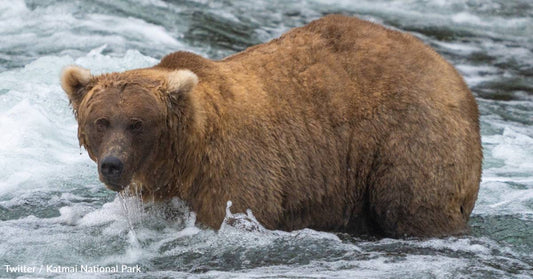 Fat Bear Week Winner Crowned, She's a Protective Mama Who Enjoys Midnight Snacks