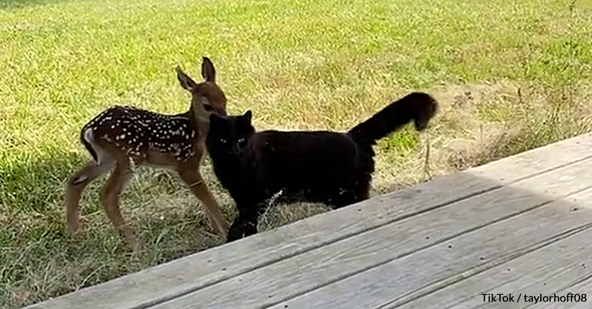 Deer Riding Cat Wild Baby Deer Caught Getting Affectionate With This Family’s Black Cat ...
