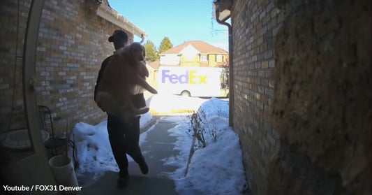 Adventurous Golden Retriever Escaped, Only To Be Delivered Back Home by FedEx