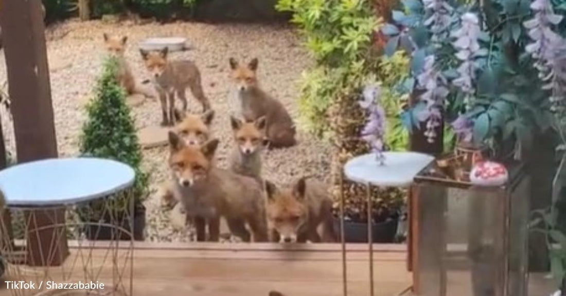 Woman Wakes Up Every Morning to Feed Wild Foxes