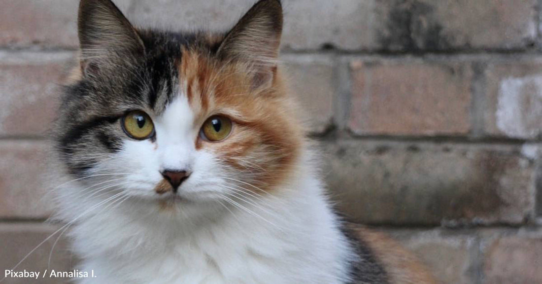 Mother, Daughter, and Clever Calico Work Together to Get Dad to Adopt Her