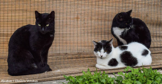 Shelter Volunteer Agrees to Take Care of a Dozen Feral Cats, Ends Up with Nearly 30