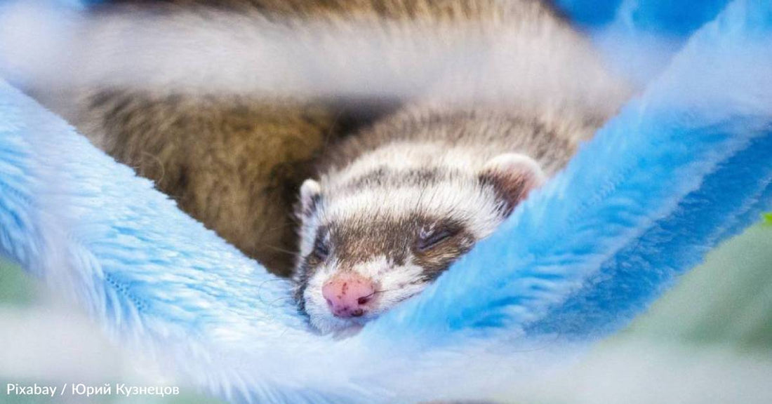 A Stray Ferret in a Woman's Backyard Ultimately Leads Her to Start Her Own Ferret Rescue