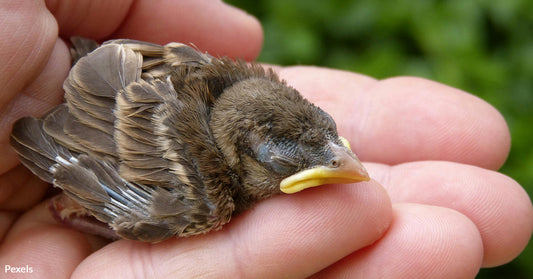 When Tiny Wings Tremble on the Ground — Here's How to Safeguard Our Feathered Friends