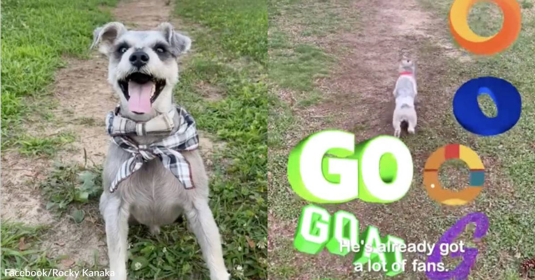 Fetch-Loving Dog Won't Run Until Owner Says "Go," No Matter How Many Tricky Words Are Thrown At Him