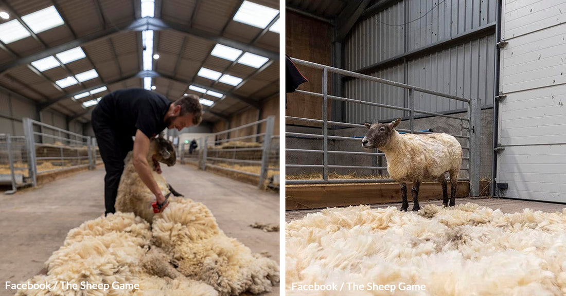 Fiona, Britain's Loneliest Sheep, Rescued After Two Years in Isolation