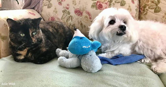 Cat and Dog BFFs Spend Years Going for Daily Walks Together