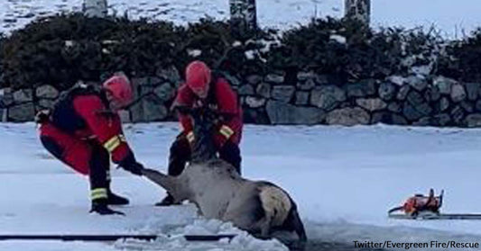 Netizens Applauded the Firefighters Who Rescued an Elk That Fell into an Icy Pond