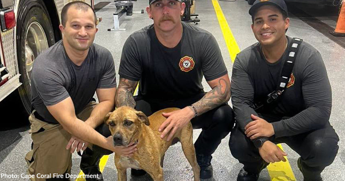 three firefighters with tan dog next to fire truck