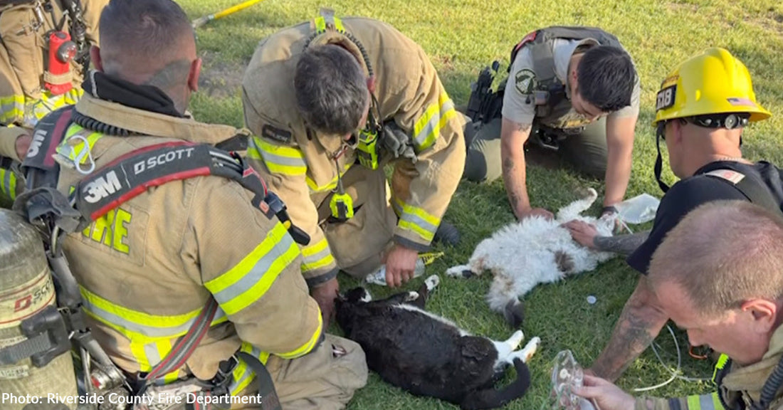 firefighters caring for felines on lawn