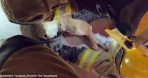 Firefighters Save Two Dogs Trapped in Burning Home