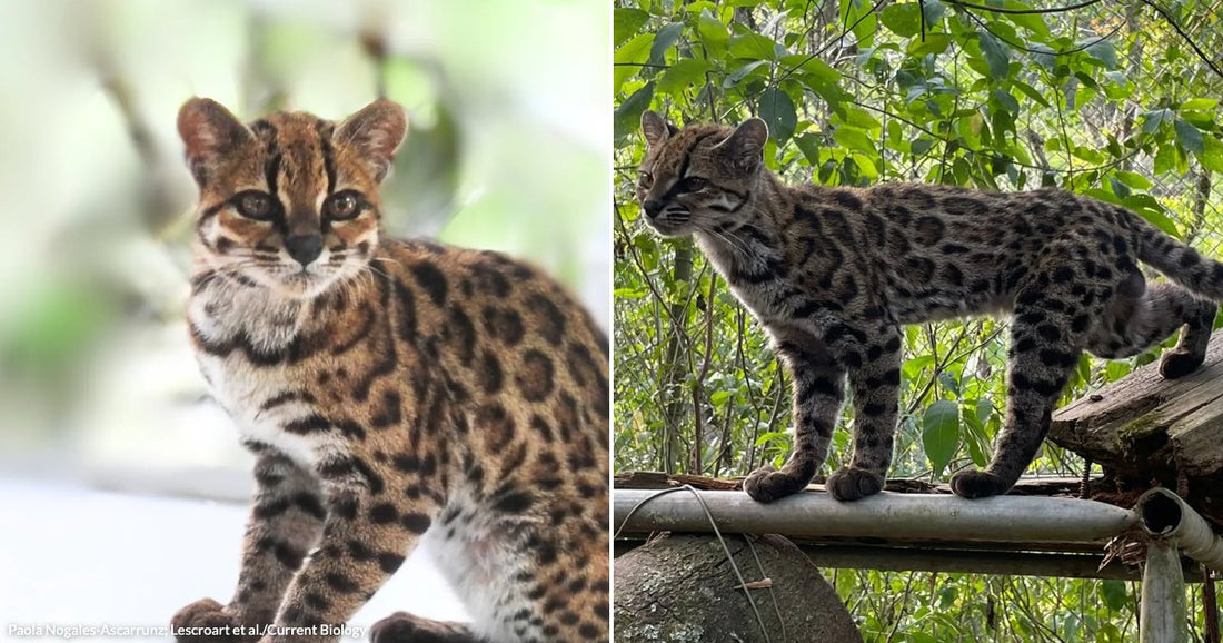 On the left, a spotted wild cat sits alert on a white surface; on the right, a similar spotted cat walks along a log in a leafy enclosure.