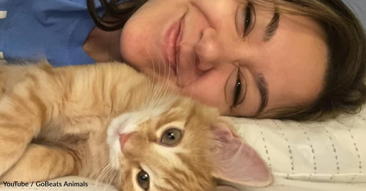 New Cat Mom Discovers the Unexpected Beauty of Life with a Feline